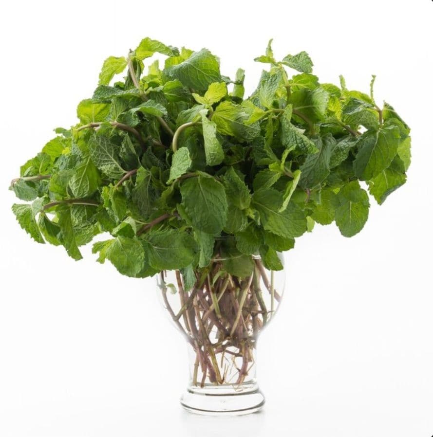 Basil stems
