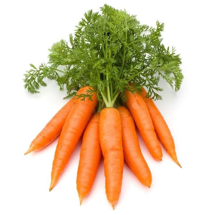carrot