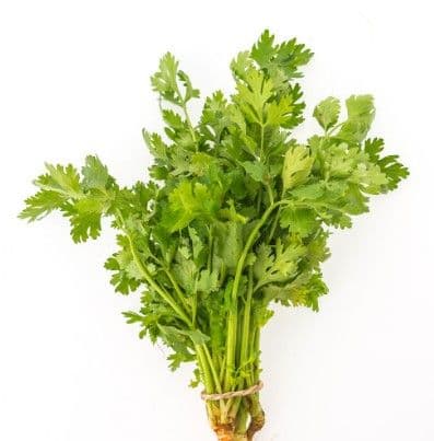 Fresh coriander