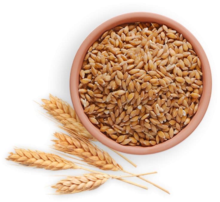 Wheat